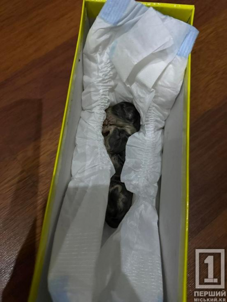 У Кривому Розі на 7-му Зарічному у сміттєвому баку знайшли новонароджених кошенят