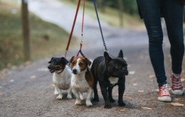 У Кривому Розі пес без намордника напав на іншу собаку: поліція нагадує правила вигулу