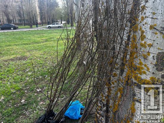 У Кривому Розі висадили 30 дерев у парку імені Кузьми Скрябіна
