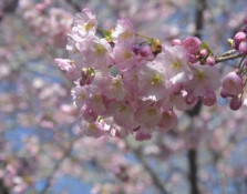 У Криворізькому ботанічному саду стартував сезон цвітіння сакури