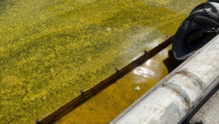 У порту Чорноморська зафіксували розлив олії після атаки РФ