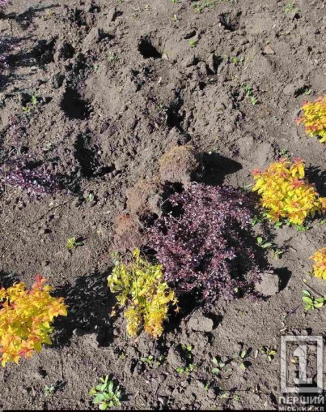 Залишили порожні лунки: на вулиці Вільної Ічкерії вандали спустошили клумби