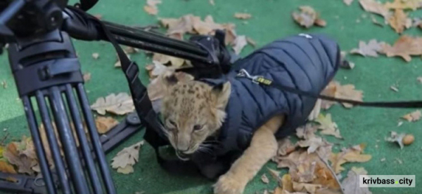 Жорстокість без покарання: у Кривому Розі активісти UAnimals вимагають вилучити тварин з кінної ферми