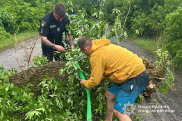 На Криворіжжі поліцейські організували об’їзд через дерево, яке буревій повалив на дорогу