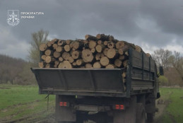 Незаконна вирубка на 3 млн грн: на Дніпропетровщині викрили «чорних лісорубів»