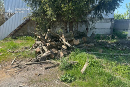 Незаконна вирубка на 3 млн грн: на Дніпропетровщині викрили «чорних лісорубів»