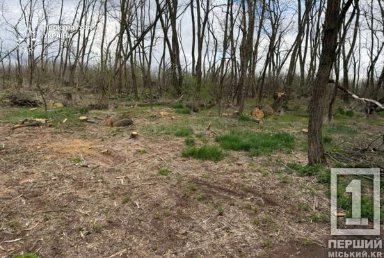 Нищили ліс пів року: на Дніпропетровщині затримали банду «чорних лісорубів»