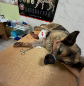 Під час атаки шахедів у Кривому Розі тяжко постраждала вівчарка Луна