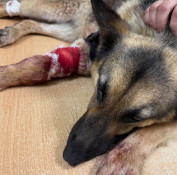 Під час атаки шахедів у Кривому Розі тяжко постраждала вівчарка Луна