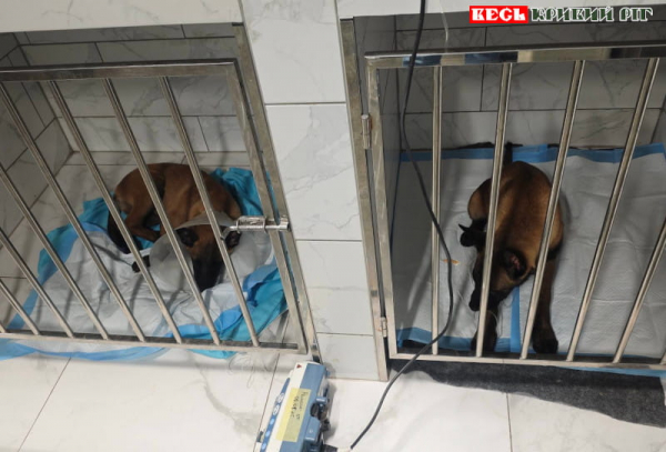 Цуценята бельгійської вівчарки в вольєрах в Криворізькому районі