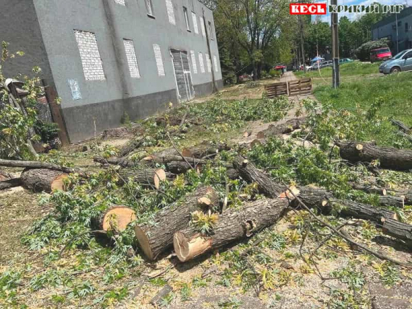Видалення дерев на Інгульці викликало обурення громади в Кривому Розі