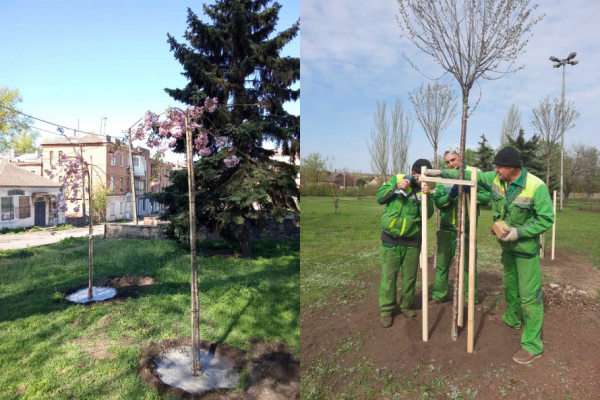 Весняне оновлення Кривого Рогу: сакури, клени та плакучі берези прикрасили місто