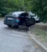 Дикі свині вийшли на прогулянку Кривим Рогом
