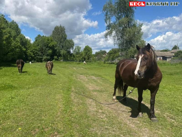 Село Береза, неподалік від російського кордону, відвідав криворізький журналіст