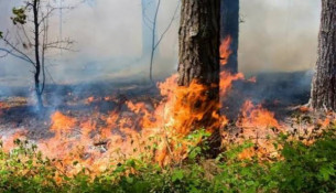На Дніпропетровщині посилюють захист лісів від пожеж