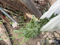 На Дніпропетровщині правоохоронці викрили два організовані наркоугруповання та повідомили про підозру 15 зловмисникам