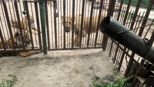 На Полтавщині левиця поранила 5-річного хлопчика, коли той годував тигрів у вольєрі