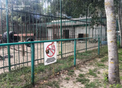 На Полтавщині левиця поранила 5-річного хлопчика, коли той годував тигрів у вольєрі