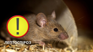 Небезпека біля води: медики попереджають про ризик зараження лептоспірозом