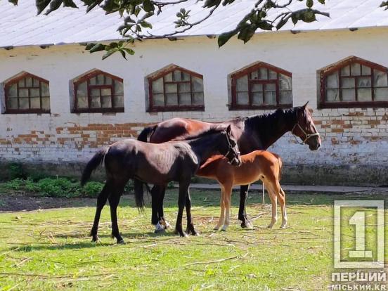 Рестарт у колі побратимів: захисники з ГЗК Метінвесту відпочивають у «Ветеранському кемпінгу» у Миргороді