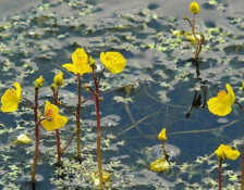 Водні хижаки та реліктові рослини Дніпропетровщини: що приховують місцеві водойми