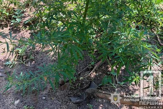 Замість городини — мак та коноплі: у Криворізькому районі поліція викрила 69-річного пенсіонера