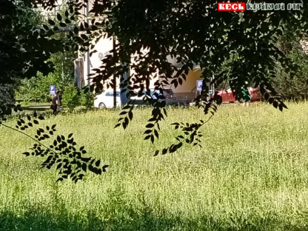 Амброзія квітне на території Криворізької лікарні №1
