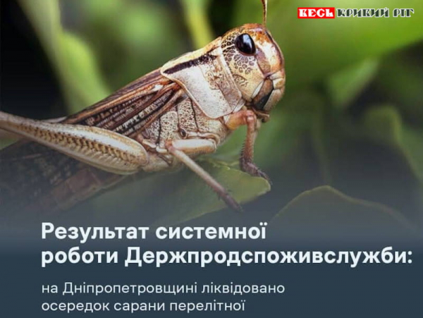 Успішну закінчено боротьбу з сараною у Криворізькому районі