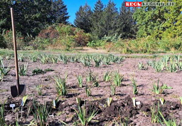 Сибірські іриси висадили у Криворізькому ботсаду