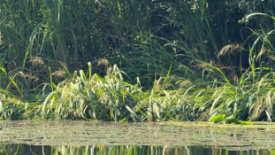 На Дніпропетровщині прибережні зони водойм опановують нетипові рослини