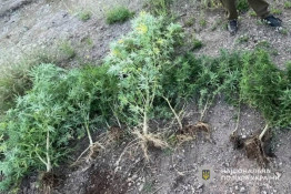 На Криворіжжі поліцейські знайшли 250 кущів конопель на подвір’ях чоловіка