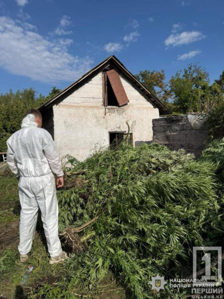 Понад 20 кілограмів канабісу та сотні кущів: у Кривому Розі та інших містах області викрили наркоаграріїв