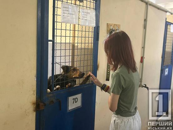 Понад 440 чотирилапих шукають дім: у «Центрі поводження з тваринами» пройшов День відкритих дверей