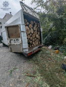 У Кривому Розі двоє чоловіків напиляли вантажівку дерев на ПівнГЗК