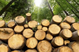 Понад 600 дерев незаконно вирубали на Дніпропетровщині: «Ліси України» мають сплатити 4,8 млн грн