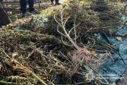 Понад сотню кущів конопель вилучили у домоволодінні на Криворіжжі: розпочато розслідування
