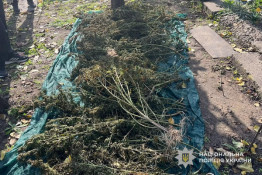 Понад сотню кущів конопель вилучили у домоволодінні на Криворіжжі: розпочато розслідування