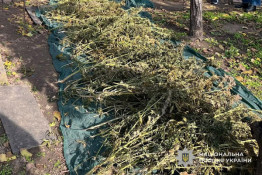 Понад сотню кущів конопель вилучили у домоволодінні на Криворіжжі: розпочато розслідування