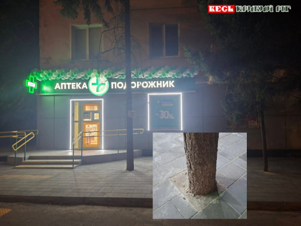Дерева забетонували перед фасадом аптеки у Кривому Розі
