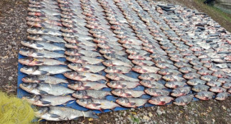 У Криворізькому районі викрили браконьєрів, які завдали збитків рибному господарству на понад 5 млн грн